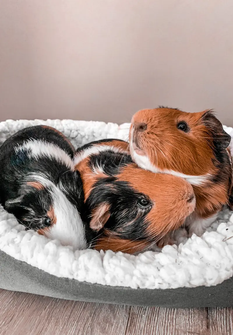 Two guinea pigs relaxing together in a private suite